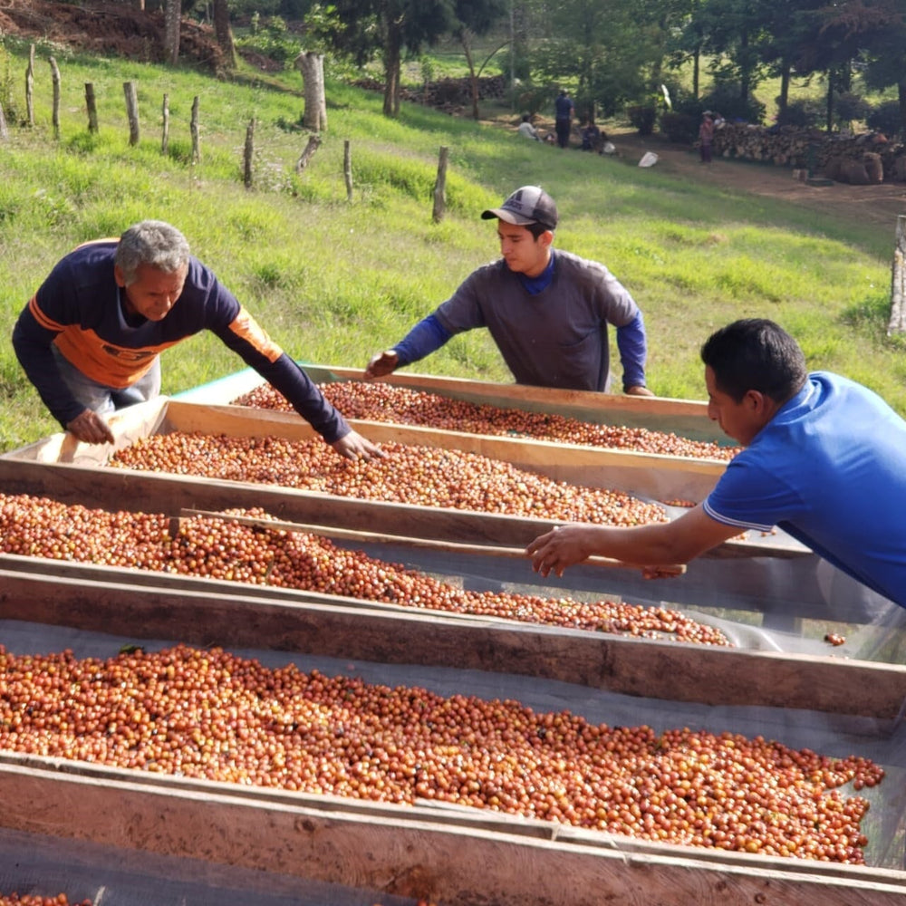 El Salvador El Cipres