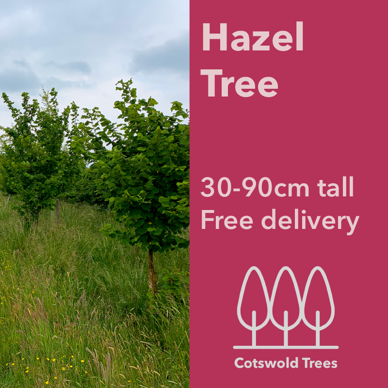 Hazel tree (Corylus avellana) pot grown - Free delivery