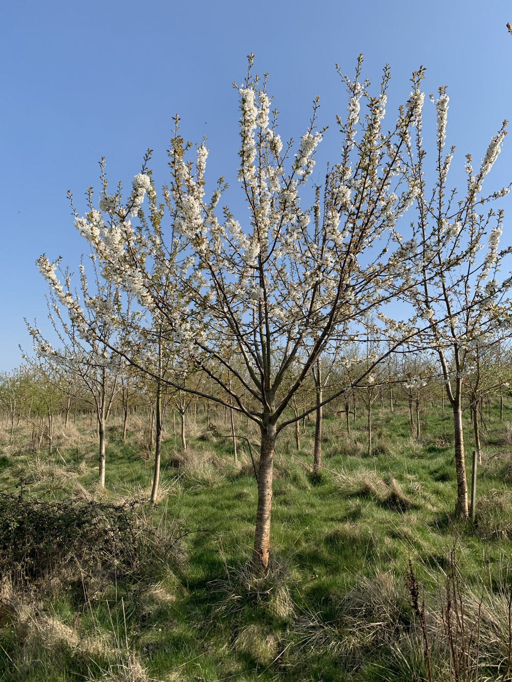 Wild Cherry tree (Prunus avium) pot grown - Free delivery