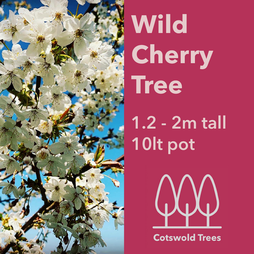 Wild Cherry tree (Prunus avium) pot grown - Free delivery