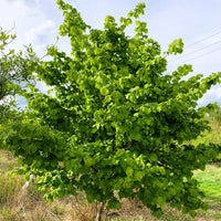 Hazel tree (Corylus avellana) pot grown - Free delivery