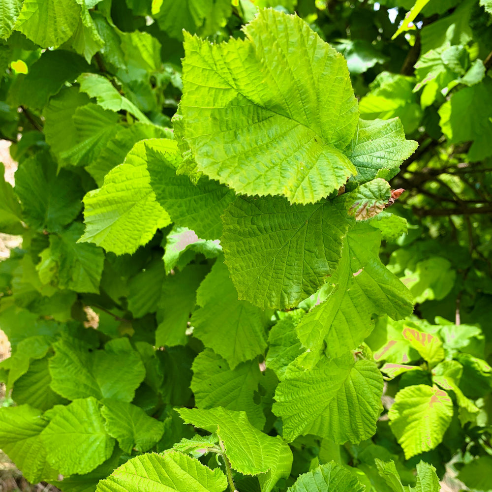 Hazel tree (Corylus avellana) pot grown - Free delivery