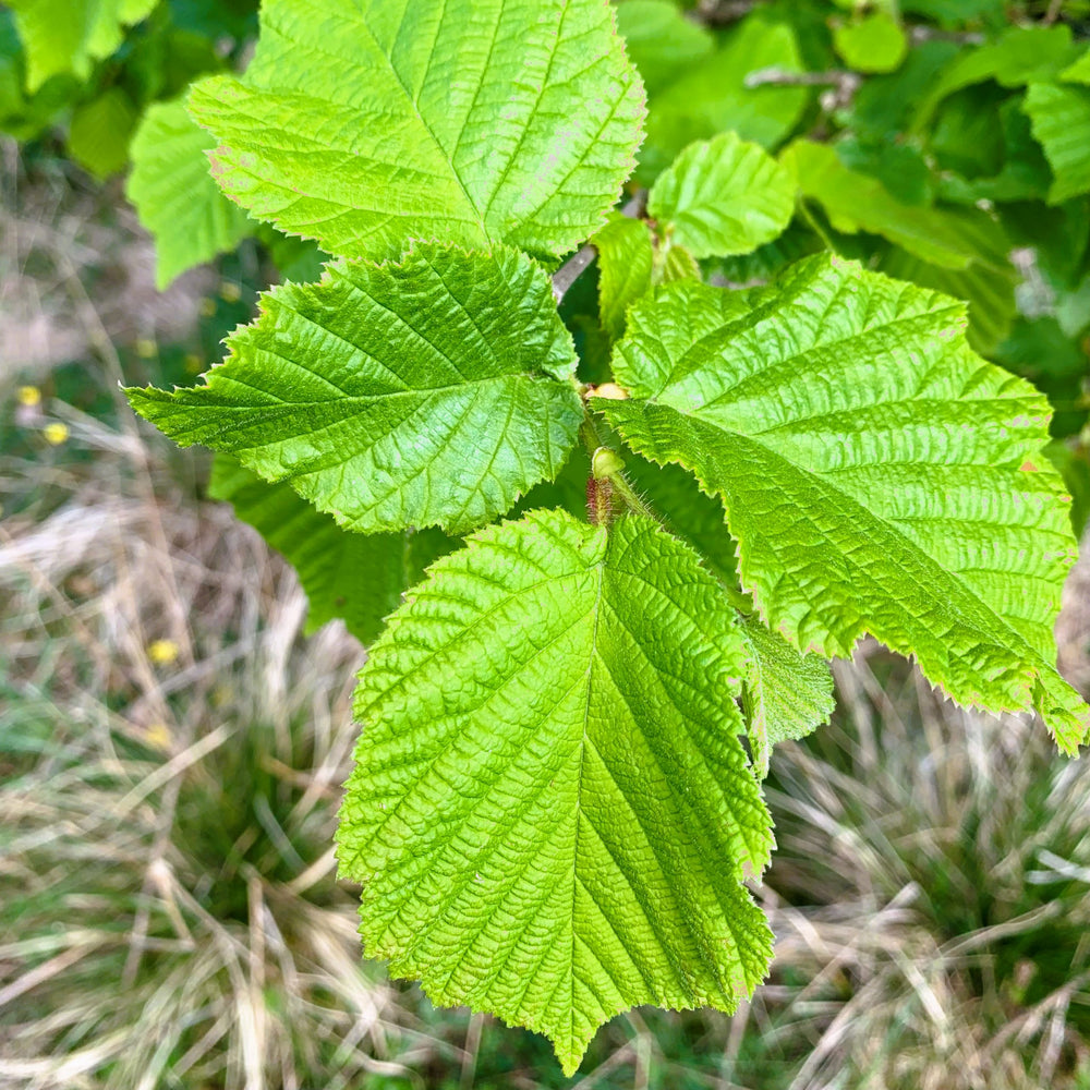 Hazel tree (Corylus avellana) pot grown - Free delivery