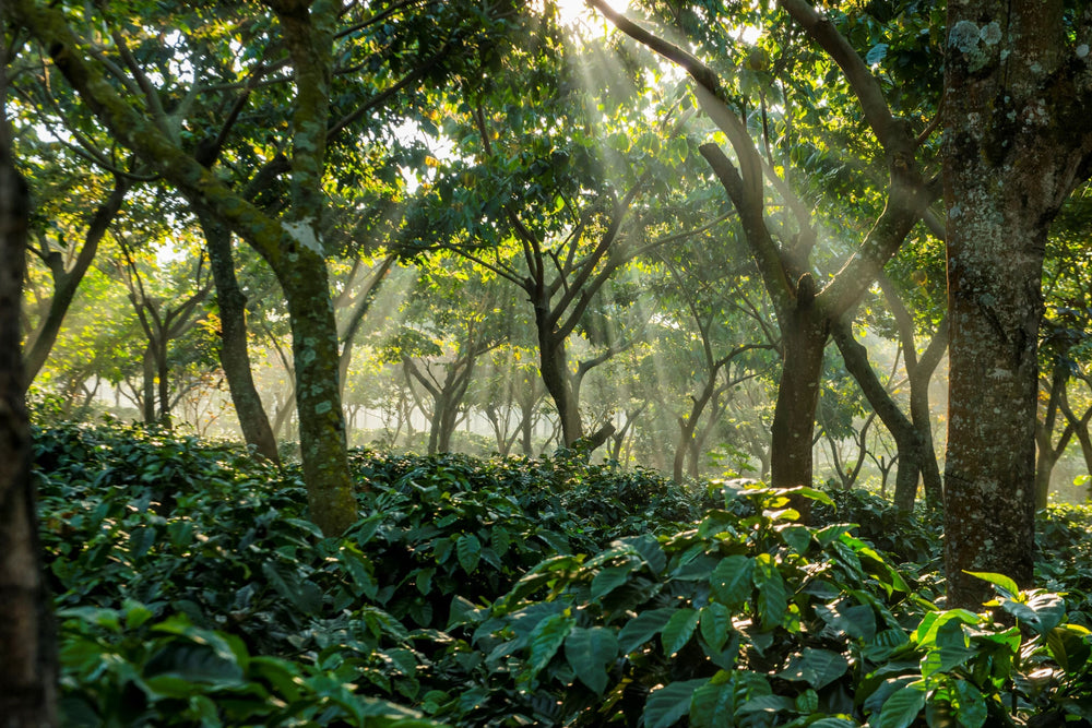 Guatemala Finca Medina