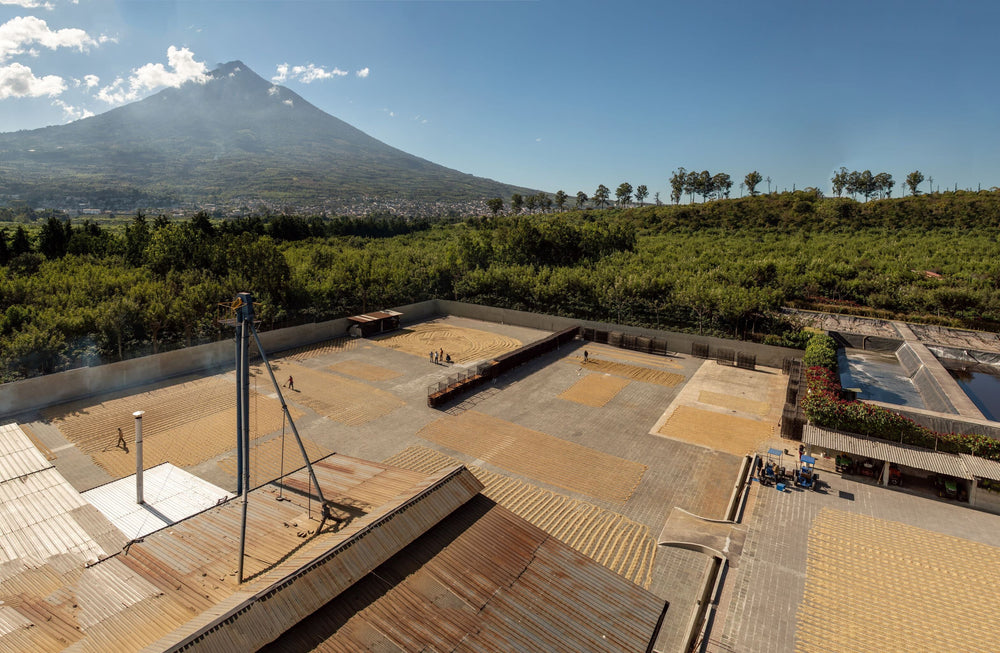 Guatemala Finca Medina