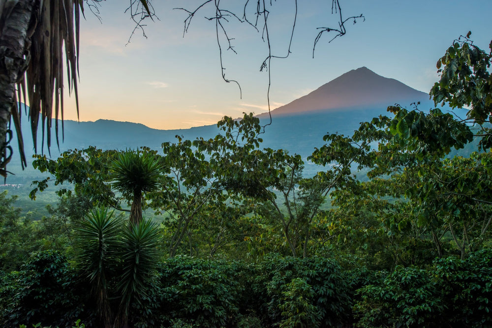 Guatemala Finca Medina