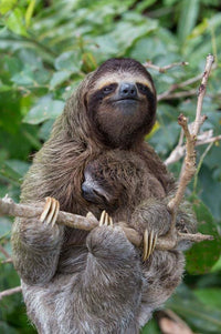 Pygmy Three-Toed Sloth T-shirt < 100