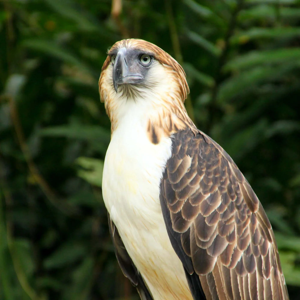 Philippine Eagle T-shirt < 800