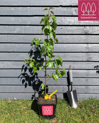 Silver Birch tree (Betula pendula) pot grown - Free delivery