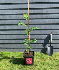 Rowan tree - Mountain Ash tree (Sorbus aucuparia) in a pot - Free delivery