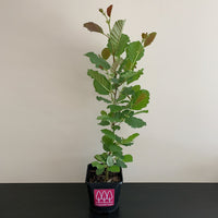 Alder tree (Alnus glutinosa) pot grown - Free delivery