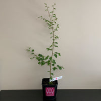 Downy Birch tree (Betula pubescens) pot grown - Free delivery