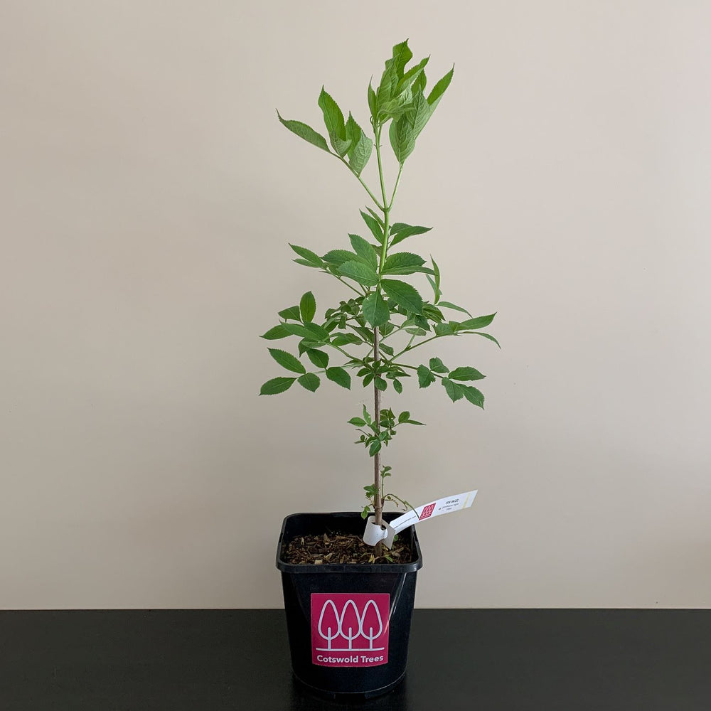 Elder (Sambucus nigra) pot grown - Free delivery