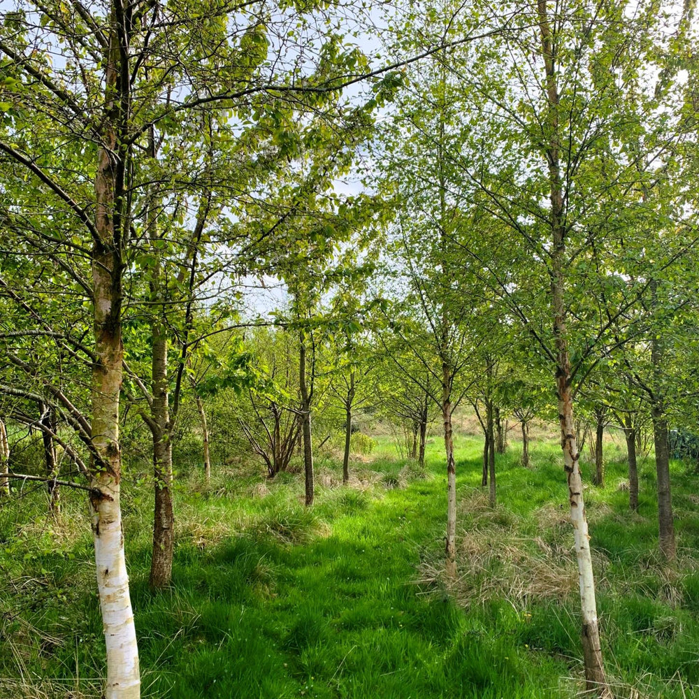 Silver Birch tree (Betula pendula) pot grown - Free delivery