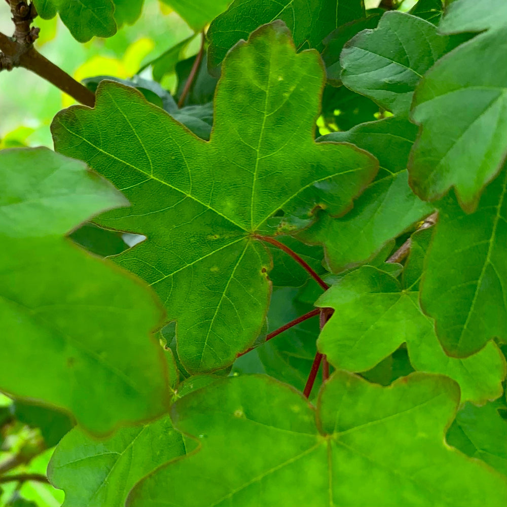 Field Maple tree (Acer campestre) pot grown