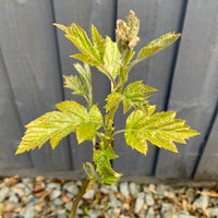 Wild Service tree (Sorbus torminalis) in a pot - Free delivery