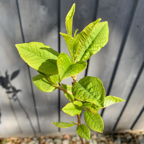 Bird Cherry tree (Prunus padus) in a pot - Free delivery