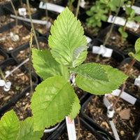 Whitebeam tree (Sorbus aria) in a pot - Free delivery