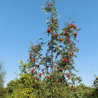 Rowan tree - Mountain Ash tree (Sorbus aucuparia) in a pot - Free delivery