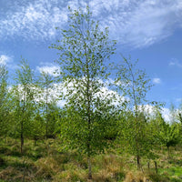 Silver Birch tree (Betula pendula) pot grown - Free delivery