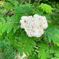 Rowan tree - Mountain Ash tree (Sorbus aucuparia) in a pot - Free delivery