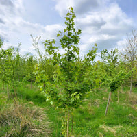 Field Maple tree (Acer campestre) pot grown