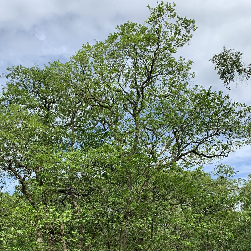 Alder tree (Alnus glutinosa) pot grown - Free delivery