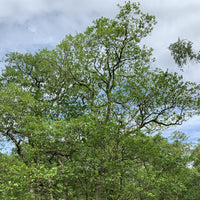 Alder tree (Alnus glutinosa) pot grown - Free delivery