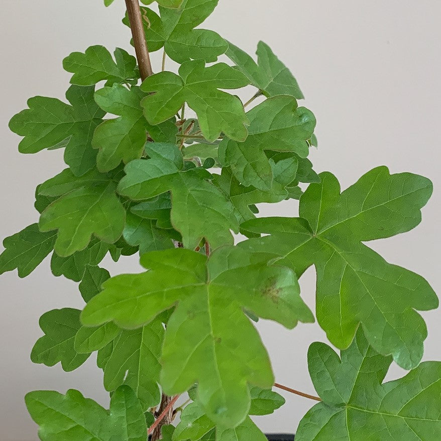 Field Maple tree (Acer campestre) pot grown