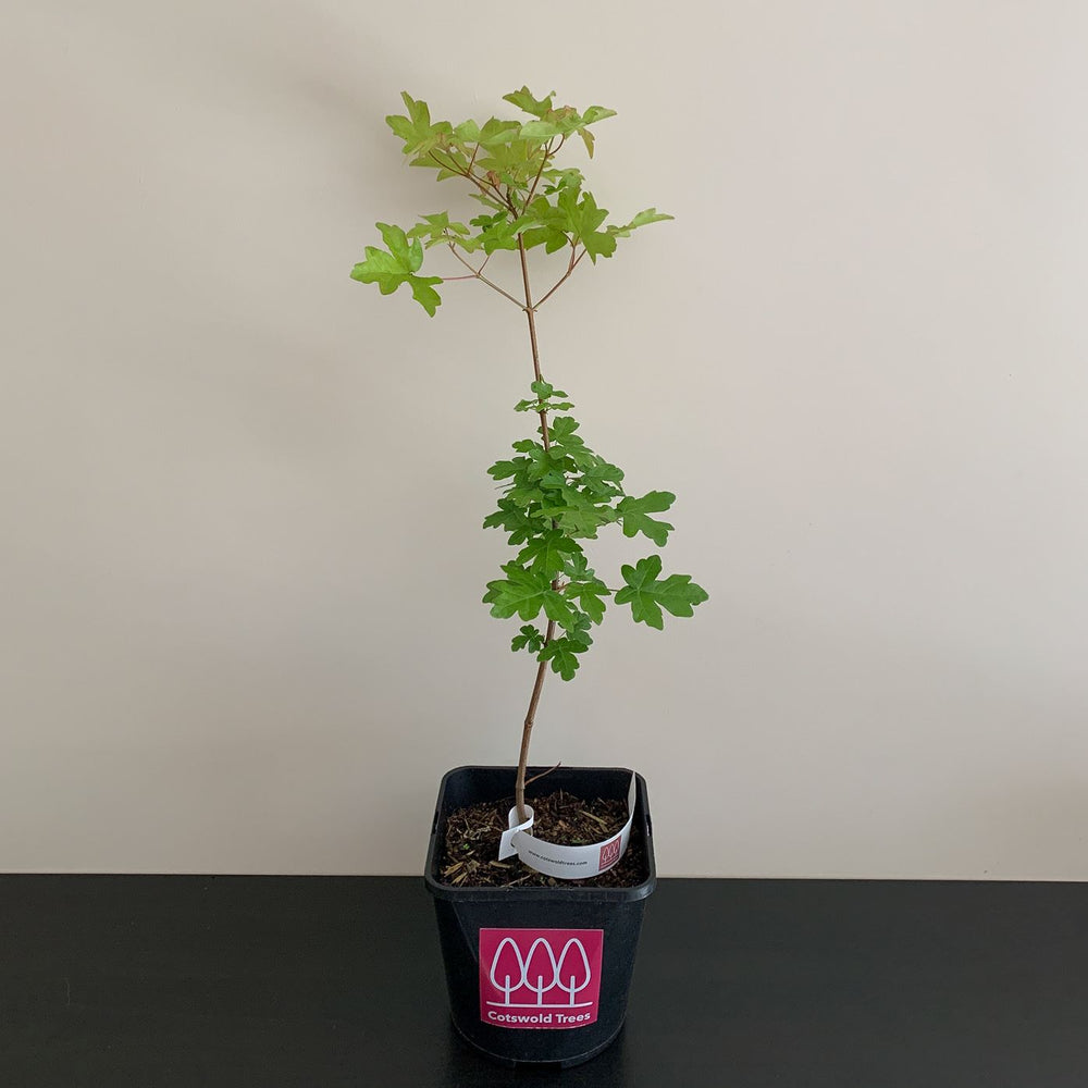 Field Maple tree (Acer campestre) pot grown