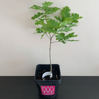 English Oak tree (Quercus robur) pot grown - Free delivery