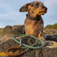 Tangle Dog Lead