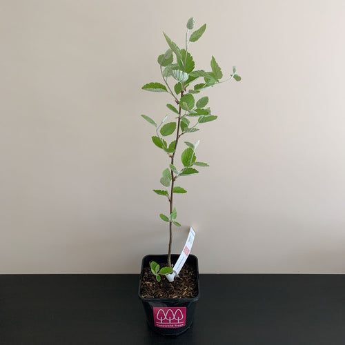 Whitebeam tree (Sorbus aria) in a pot - Free delivery