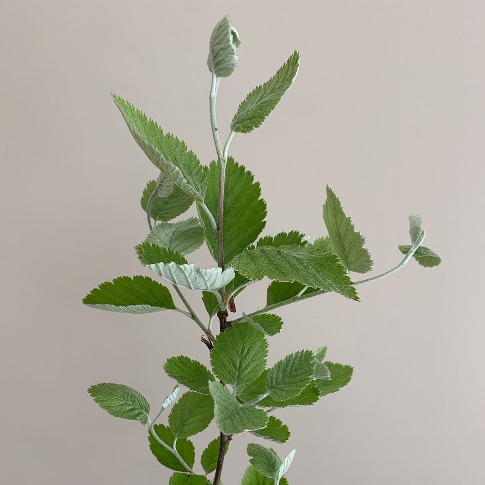 Whitebeam tree (Sorbus aria) in a pot - Free delivery