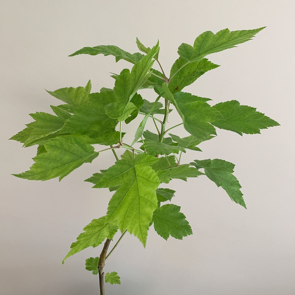 Wild Service tree (Sorbus torminalis) in a pot - Free delivery