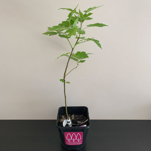 Wild Service tree (Sorbus torminalis) in a pot - Free delivery